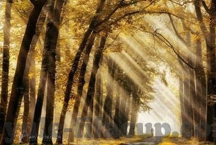 一比分足球比分-一比分足球比分，绿茵场上的数据魔法师，如何重塑球迷观赛体验？